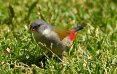 Coccopygia melanotis