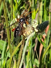Echthromorpha intricatoria