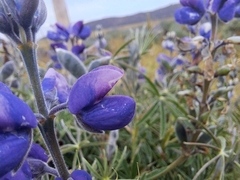 Lupinus pubescens