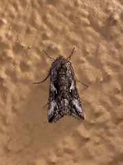 Autographa