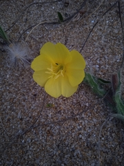 Oenothera mollissima