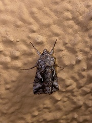 Autographa