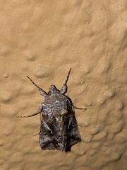 Autographa