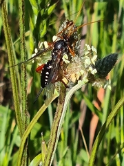 Echthromorpha intricatoria