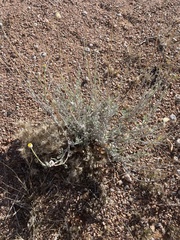 Baileya multiradiata