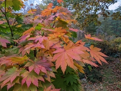 Acer japonicum