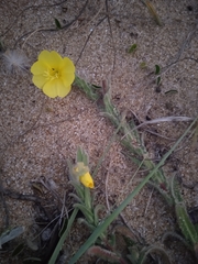 Oenothera mollissima