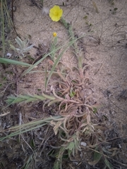 Oenothera mollissima