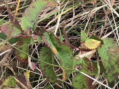 Sanguisorba canadensis