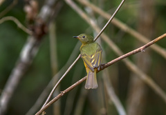 Mionectes oleagineus
