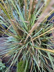 Beckmannia syzigachne