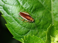 Ectobiidae