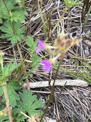 Pelargonium grossularioides