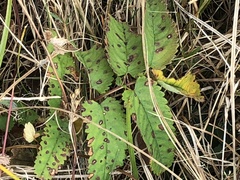 Sanguisorba canadensis