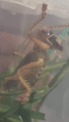 Pterapotrechus
