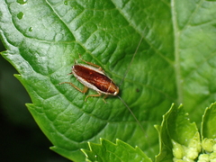 Ectobiidae