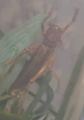 Pterapotrechus