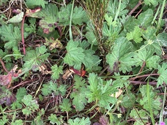Pelargonium grossularioides
