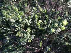 Melaleuca squarrosa