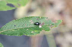 Plagiodera versicolora