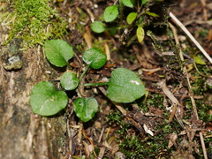 Pterostylis alobula