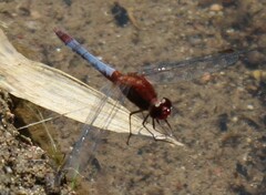 Erythrodiplax connata