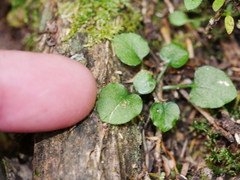 Pterostylis alobula