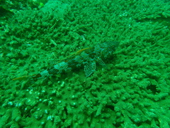 Aulopiformes
