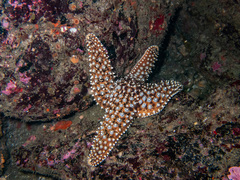 Pisaster giganteus