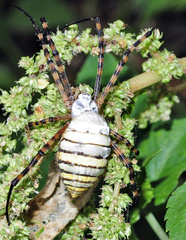 Argiope trifasciata