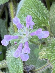 Stachys ajugoides