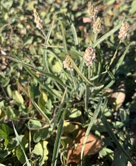 Plantago ovata