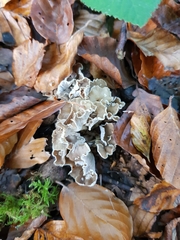 Craterellus undulatus