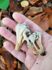 Craterellus undulatus