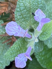 Stachys ajugoides