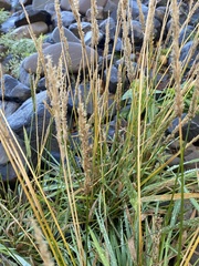 Beckmannia syzigachne