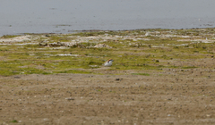 Charadrius ruficapillus