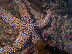 Pisaster giganteus