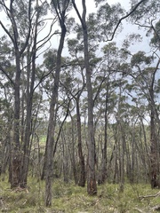 Eucalyptus obliqua