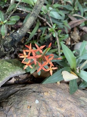 Ixora coccinea
