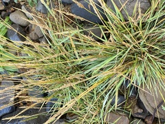 Beckmannia syzigachne