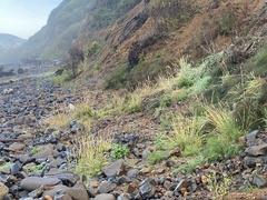 Beckmannia syzigachne