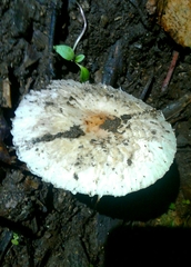 Chlorophyllum brunneum
