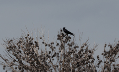 Corvus mellori