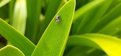 Phiale roburifoliata