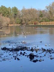Larus delawarensis