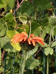 Leonotis nepetifolia