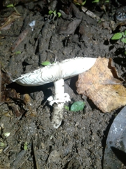 Chlorophyllum brunneum