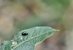 Plagiodera versicolora