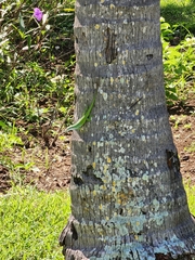 Anolis allisoni